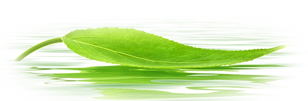 leaf-on-water